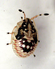 Anischys luteovarius