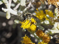 Lasioglossum viride