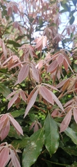 Neolitsea zeylanica