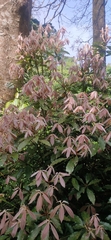 Neolitsea zeylanica