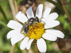 Lasioglossum viride