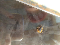 Conchyloctenia punctata