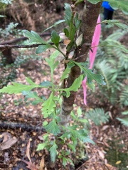 Phyllocladus aspleniifolius