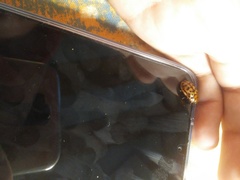 Conchyloctenia punctata