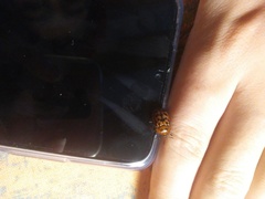 Conchyloctenia punctata