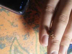 Conchyloctenia punctata