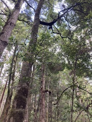 Phyllocladus aspleniifolius