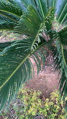 Cycas revoluta
