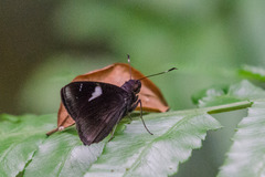Notocrypta feisthamelii