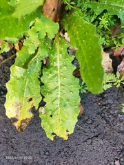 Helminthotheca echioides