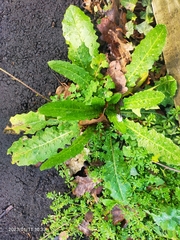 Helminthotheca echioides