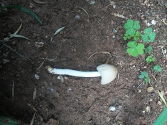Basidiomycota