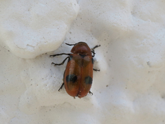 Coptocephala scopolina
