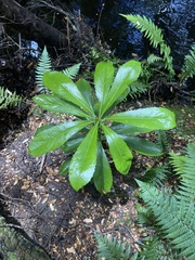 Anopterus glandulosus