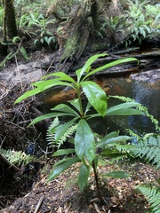 Anopterus glandulosus