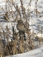Emberiza