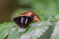 Notocrypta feisthamelii