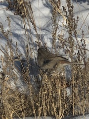 Emberiza