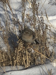 Emberiza