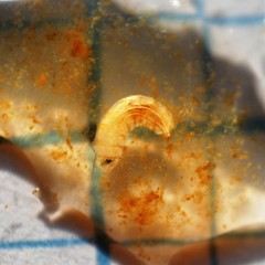 Rhagoletis indifferens