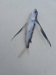 Exocoetidae