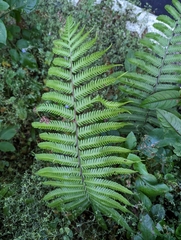 Pseudocyclosorus esquirolii
