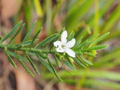 Philotheca queenslandica