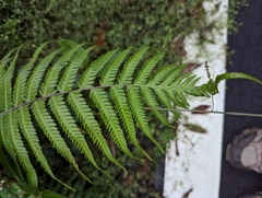 Pseudocyclosorus esquirolii