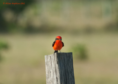 Pyrocephalus rubinus saturatus
