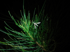 Tineodes adactylalis