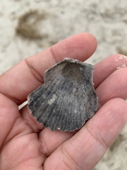 Argopecten irradians