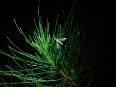 Tineodes adactylalis