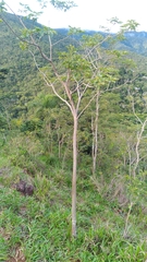 Handroanthus