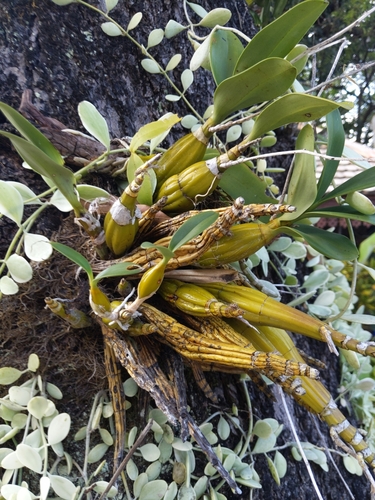 Image of Dendrobium chrysotoxum by (c) Tom, some rights reserved (CC BY-SA)