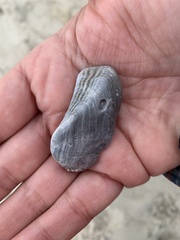 Lamarcka imbricata