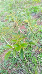 Handroanthus