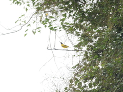 Oriolus xanthornus