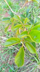Handroanthus