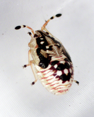 Anischys luteovarius