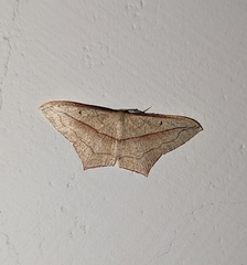 Timandra convectaria