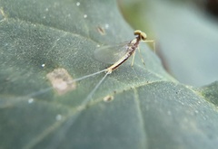 Afronurus kiangsuensis