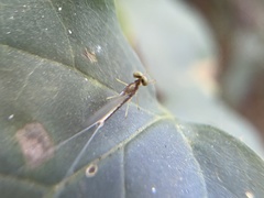 Afronurus kiangsuensis