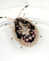 Anischys luteovarius