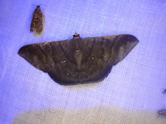 Sphacelodes vulneraria