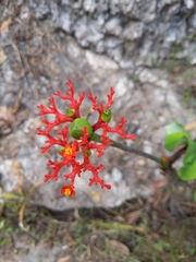 Jatropha podagrica