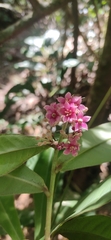 Ardisia sonchifolia