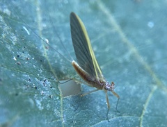 Afronurus kiangsuensis