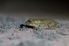 Bufotes viridis sitibundus