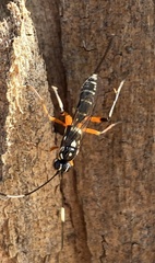 Cryptinae