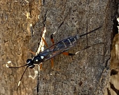 Cryptinae